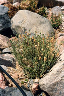 Image of Cat thyme