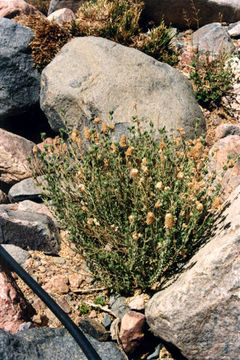 Sivun Teucrium polium L. kuva