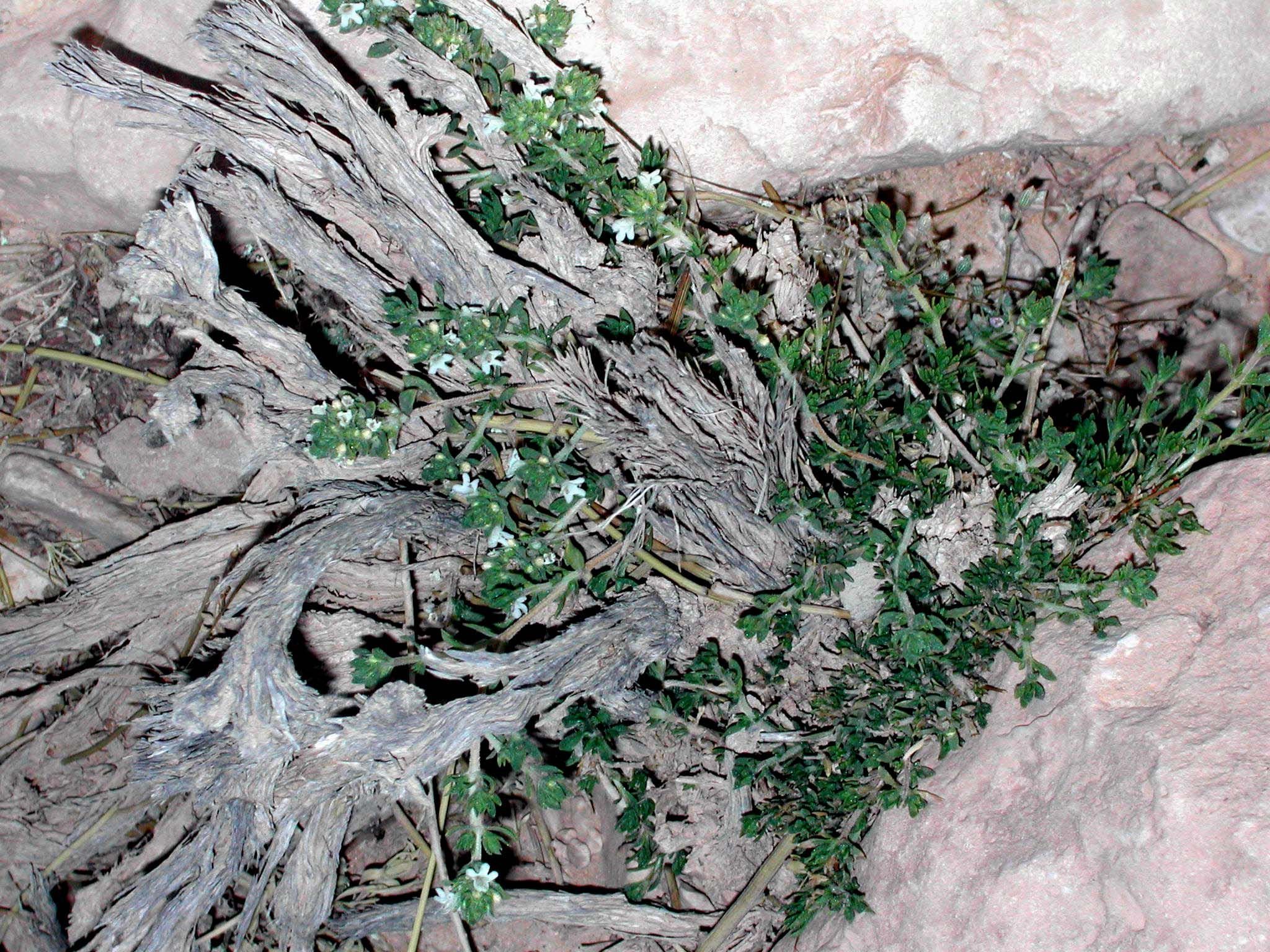 Image of Thymus decussatus Benth.