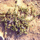 Image of Thymus decussatus Benth.