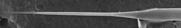 Image of Rhizosolenianae