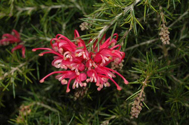 Image of Grevillea rosmarinifolia A. Cunn.