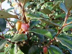 Image of Elaeagnus submacrophylla Serv.