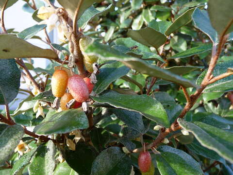 Image of Elaeagnus submacrophylla Serv.