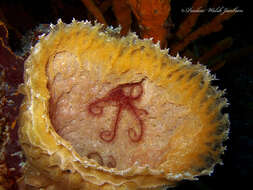 Image of Sponge brittle star