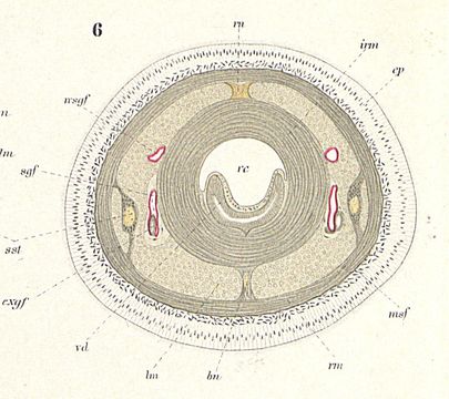 Image of Carinoma armandi (McIntosh 1875)