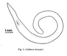 Callinera buergeri Bergendal 1900的圖片