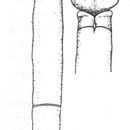 Image of Tubulanus ezoensis Yamaoka 1940