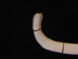 Image of Tubulanus riceae Ritger & Norenburg 2006