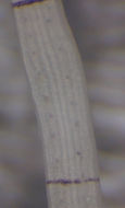 Image of Tubulanus riceae Ritger & Norenburg 2006