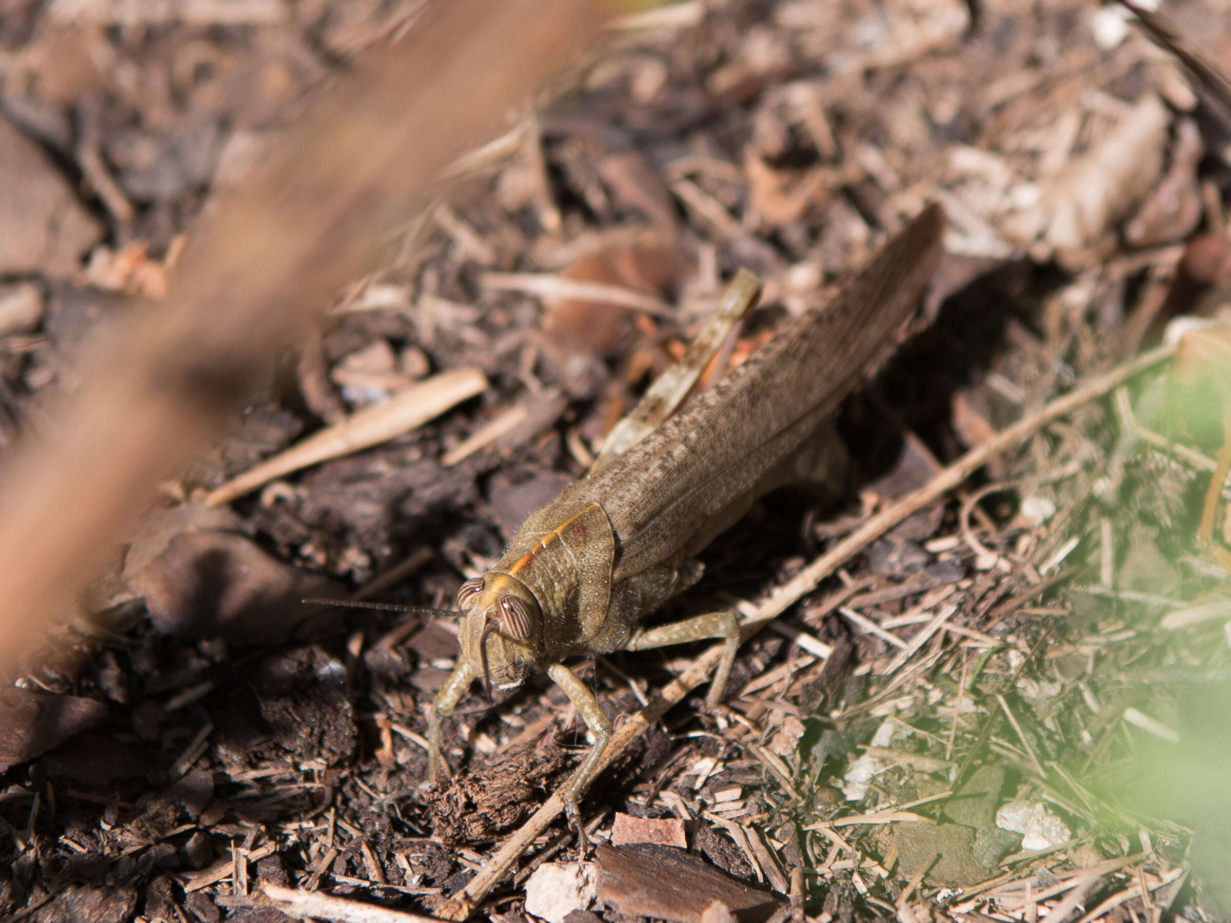 Image of egyptian grasshopper, tree locust