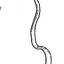 Image of Tubulanus lucidus Iwata 1952