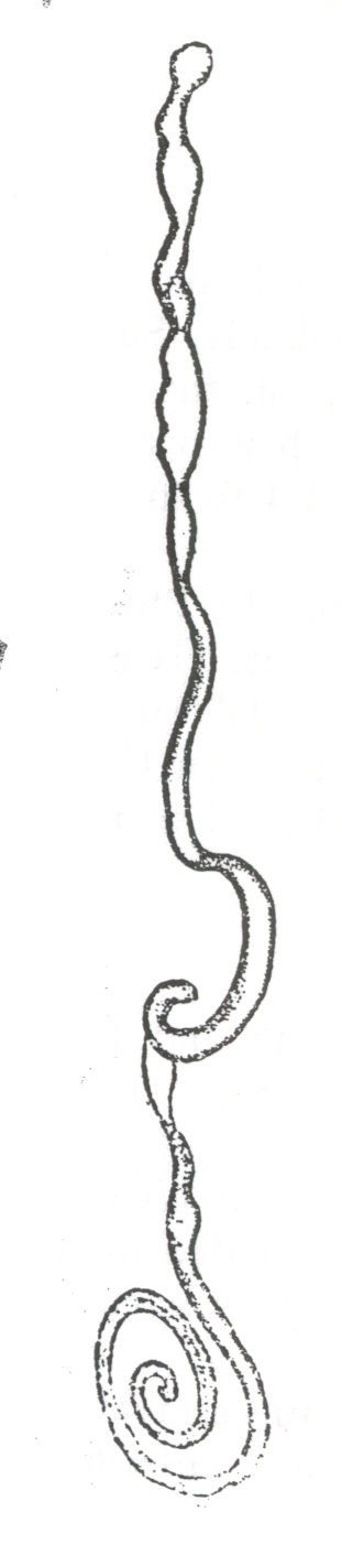 Image of Tubulanus lucidus Iwata 1952