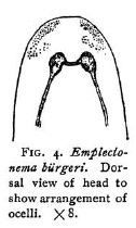 Image of Emplectonema buergeri Coe 1901