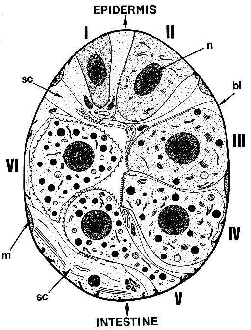 Image of Carcinonemertes epialti Coe 1902