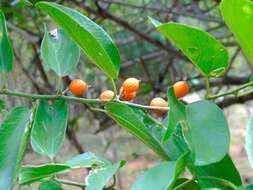 Celtis iguanaea (Jacq.) Sarg. resmi