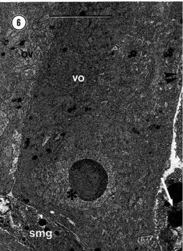 Image of Carcinonemertes epialti Coe 1902