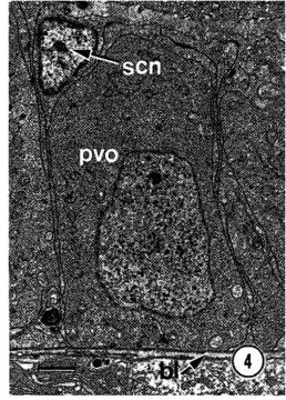 Image of Carcinonemertes epialti Coe 1902