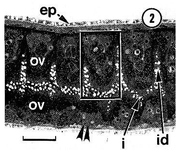 Image of Carcinonemertes epialti Coe 1902