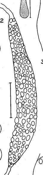 Image of Carcinonemertes epialti Coe 1902