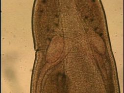Image of Amphiporus formidabilis Griffin 1898