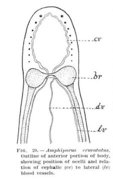 Image of Amphiporus cruentatus Verrill 1879