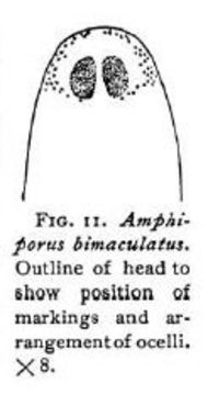 Imagem de Amphiporus bimaculatus Coe 1901