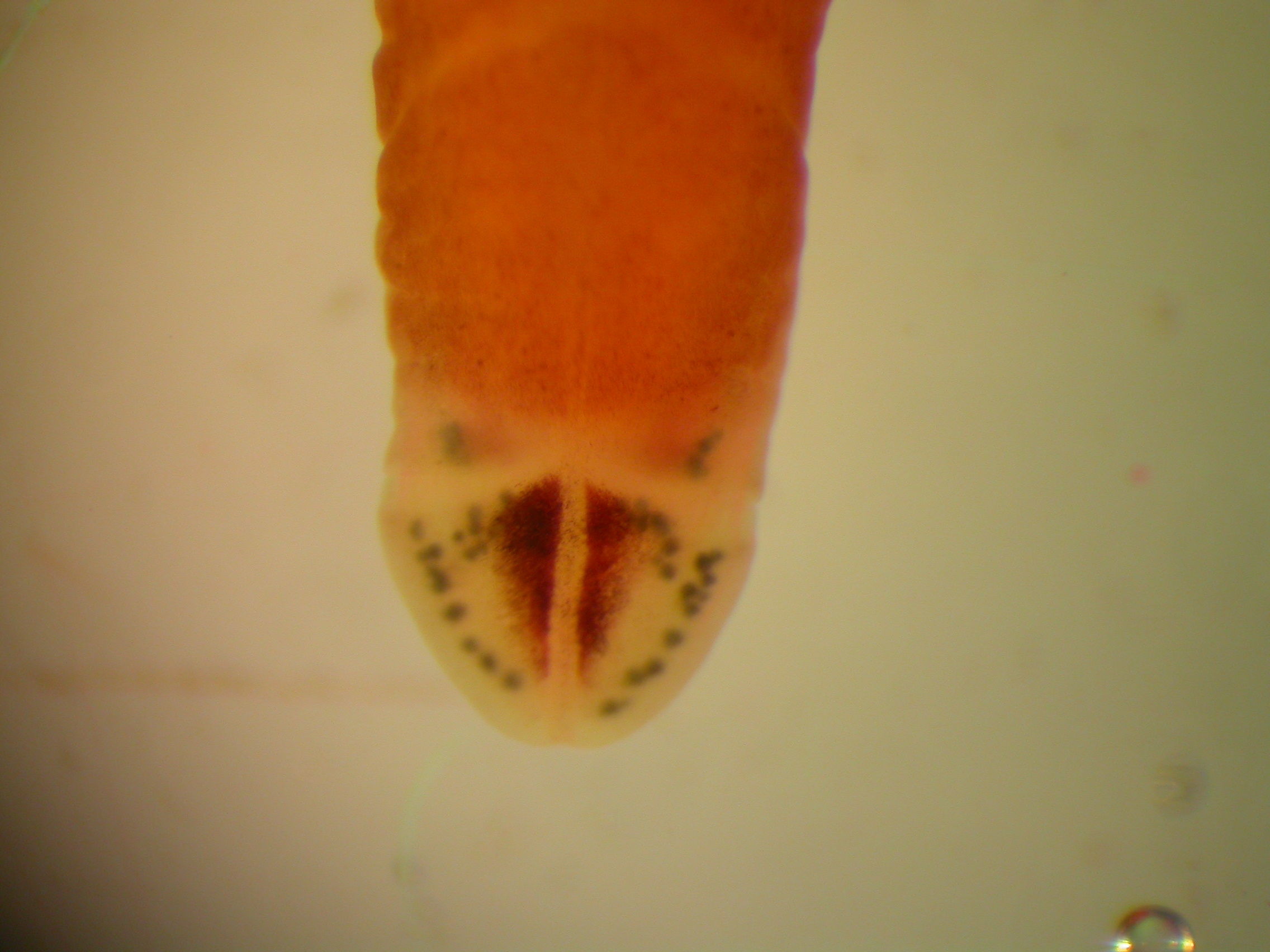 Image of Amphiporus bimaculatus Coe 1901