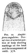 Image of Amphiporus