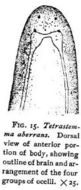 Image of Tetrastemma aberrans Coe 1901