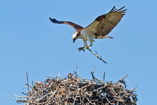 Image of ospreys