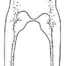 Image of Zygonemertes thalassina Coe 1901