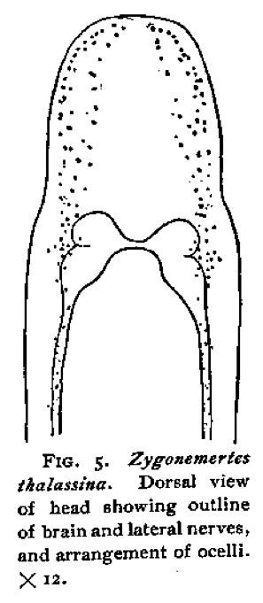 Sivun Zygonemertes thalassina Coe 1901 kuva
