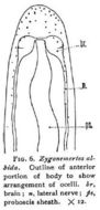 Image of Zygonemertes albida Coe 1901