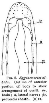 Image of Zygonemertes albida Coe 1901