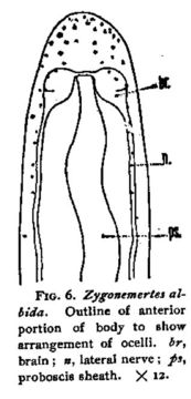 Sivun Zygonemertes albida Coe 1901 kuva