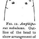Image of Amphiporus nebulosus Coe 1901