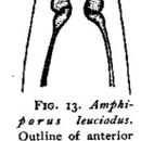 Image of Amphiporus leuciodus Coe 1901