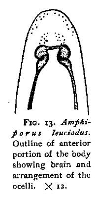 Image of Amphiporus leuciodus Coe 1901