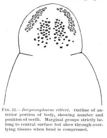 Image de Drepanophorus ritteri Coe 1905