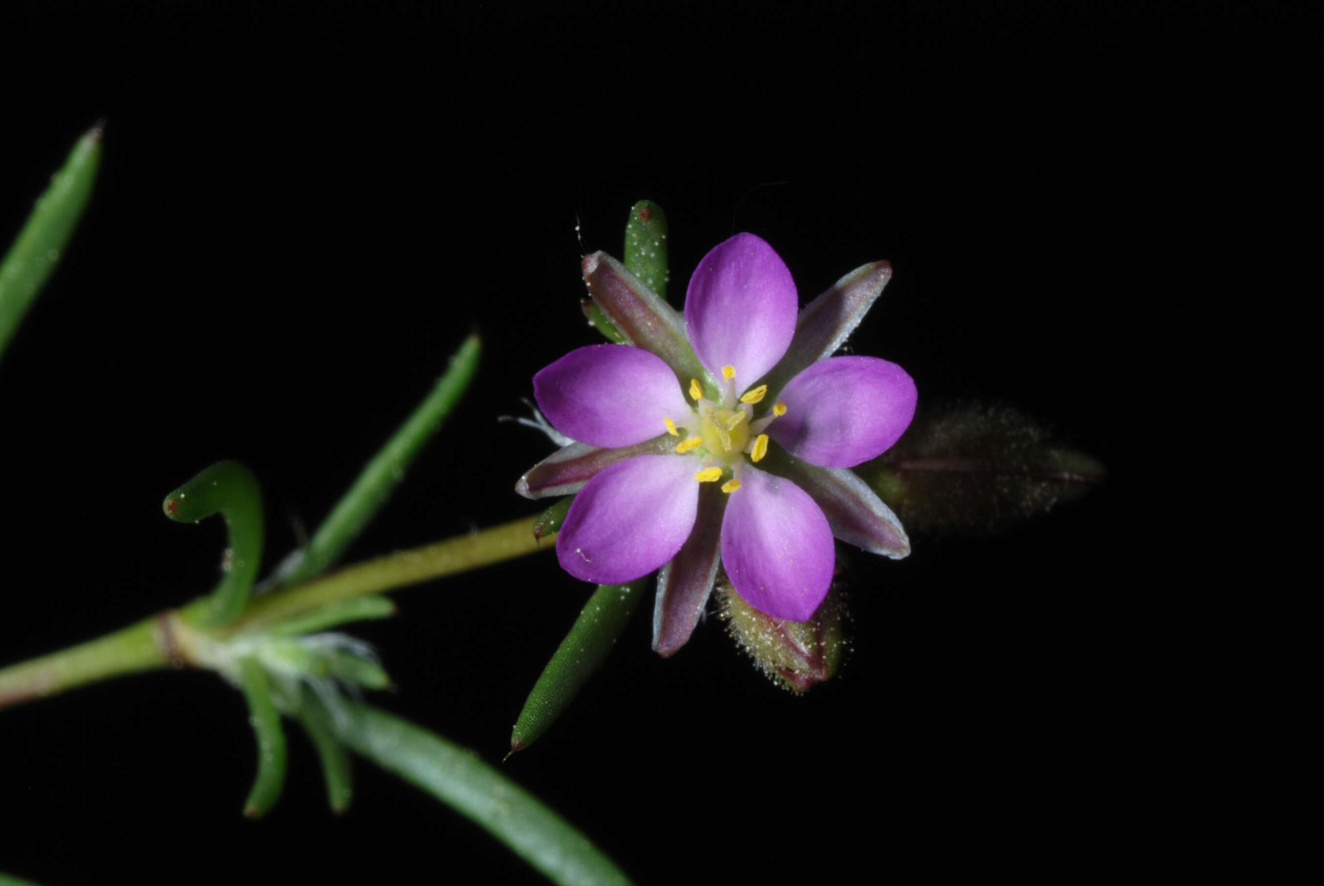 Plancia ëd Spergularia rubra (L.) J. Presl & C. Presl