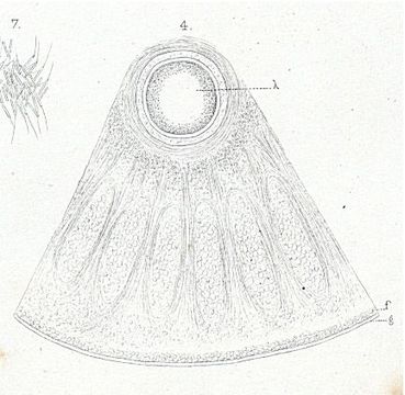 Image of <i>Nipponnemertes pulcher</i> (Johnston 1837)