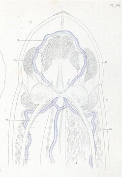 Image of <i>Nipponnemertes pulcher</i> (Johnston 1837)