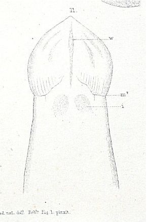 <i>Nipponnemertes pulcher</i> (Johnston 1837) resmi