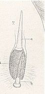 Image of <i>Nipponnemertes pulcher</i> (Johnston 1837)