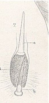 Image of <i>Nipponnemertes pulcher</i> (Johnston 1837)