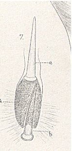 Sivun <i>Nipponnemertes pulcher</i> (Johnston 1837) kuva