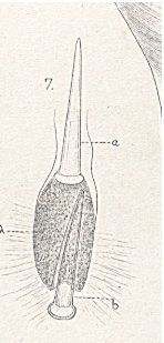 <i>Nipponnemertes pulcher</i> (Johnston 1837) resmi