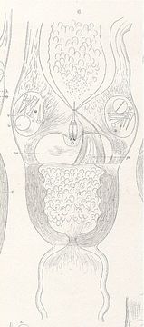 Image of <i>Nipponnemertes pulcher</i> (Johnston 1837)