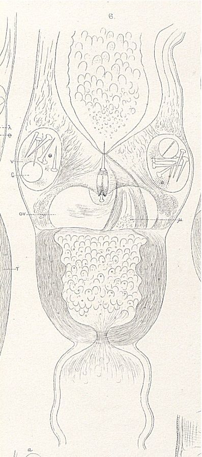 Imagem de <i>Nipponnemertes pulcher</i> (Johnston 1837)